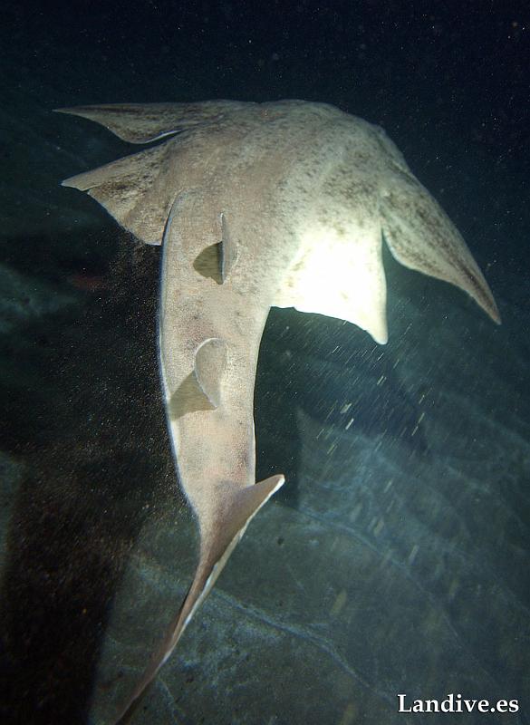 Angelote ( squatina squatina )1.jpg - OLYMPUS DIGITAL CAMERA